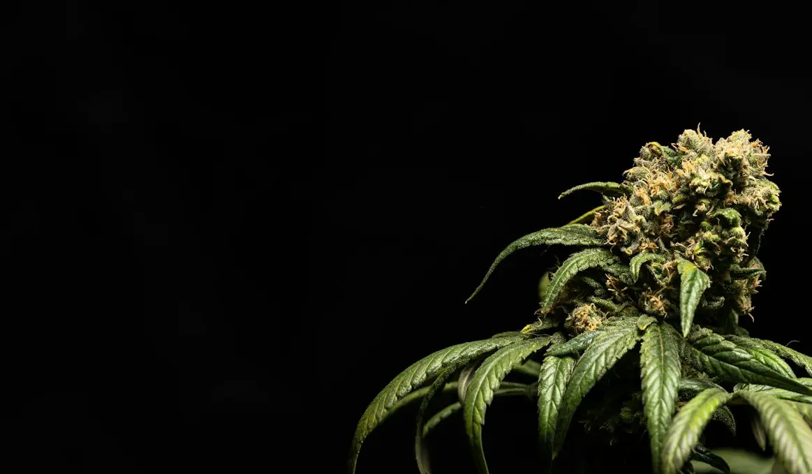 green plant in black background